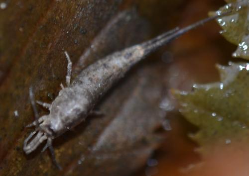 Dilta sp.